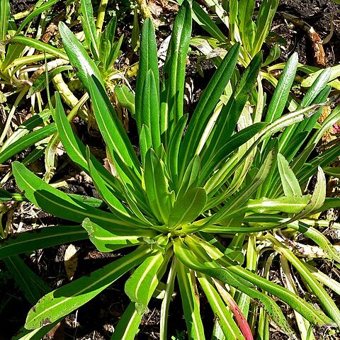 Lobelia giberroa unspecified picture