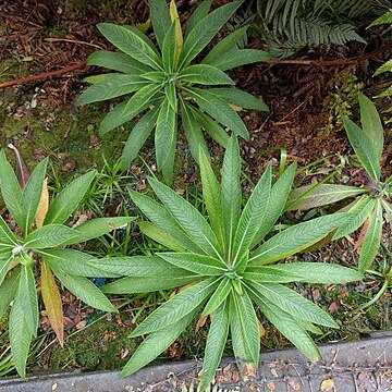 Lobelia oahuensis unspecified picture