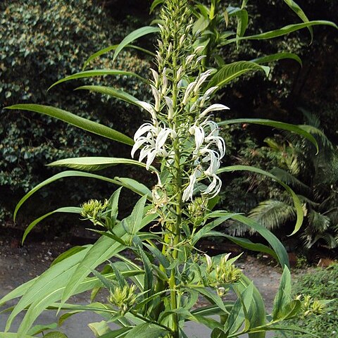 Lobelia nicotianifolia unspecified picture