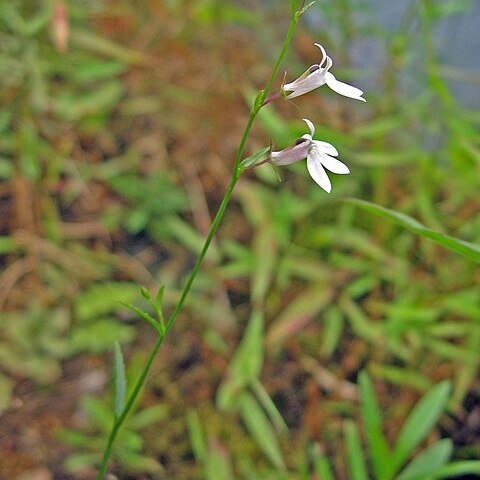 Lobelia nuttallii unspecified picture