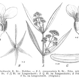 Logania unspecified picture