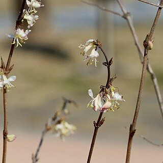 Lonicera harae unspecified picture