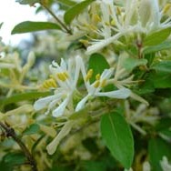 Lonicera morrowii unspecified picture