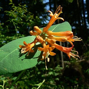 Lonicera unspecified picture