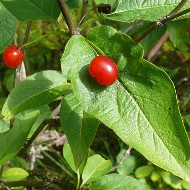 Lonicera glehnii unspecified picture