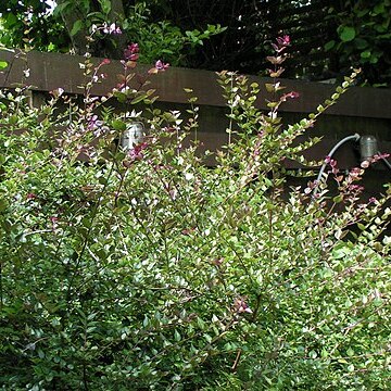 Lonicera ligustrina unspecified picture