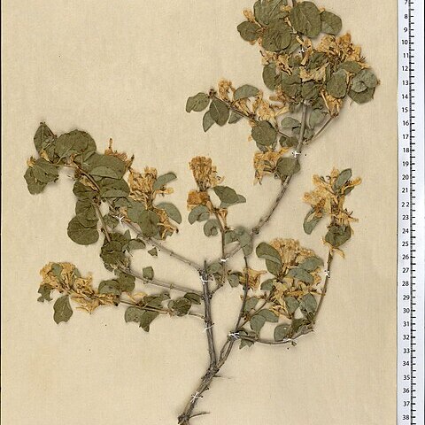 Lonicera nummulariifolia unspecified picture