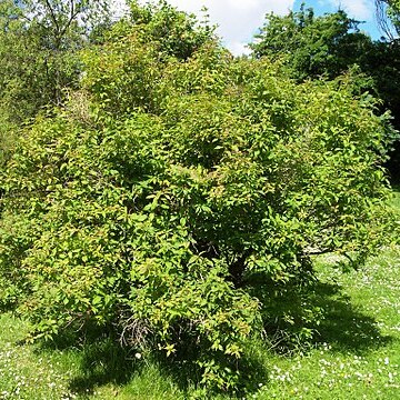 Lonicera caucasica unspecified picture