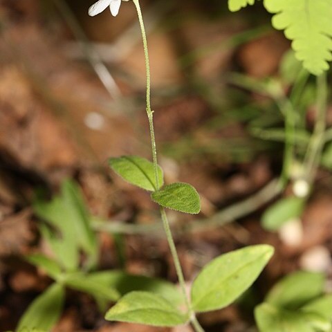 Moehringia unspecified picture