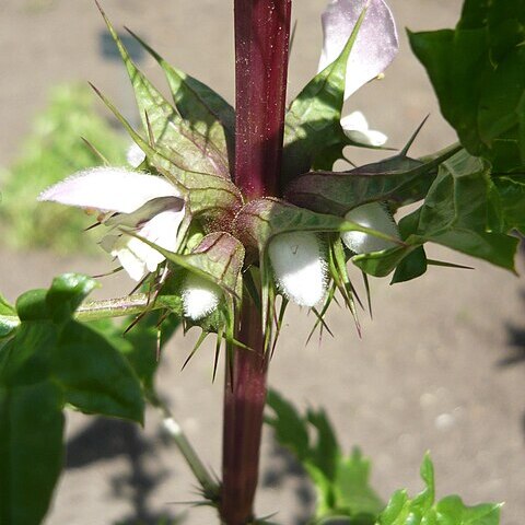 Moluccella spinosa unspecified picture