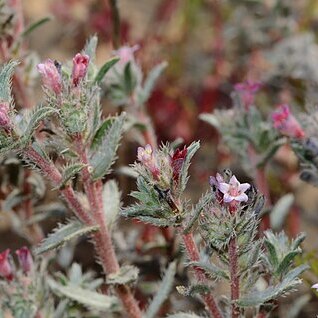 Moltkiopsis ciliata unspecified picture