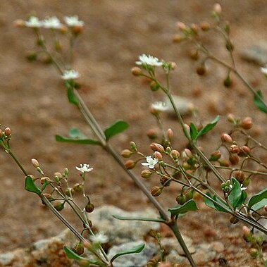 Mollugo nudicaulis unspecified picture