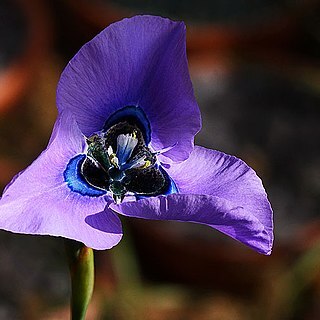 Moraea gigandra unspecified picture