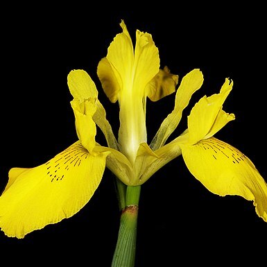 Moraea neglecta unspecified picture