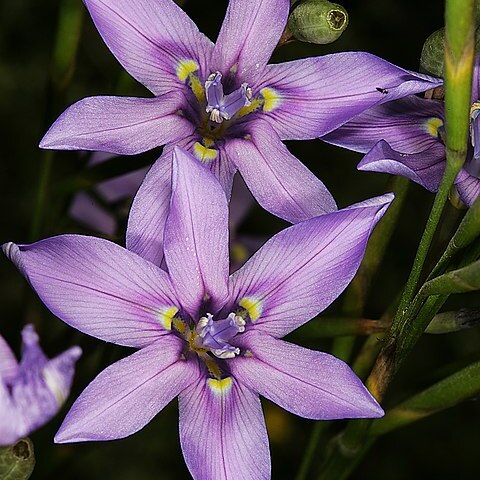 Moraea polyanthos unspecified picture