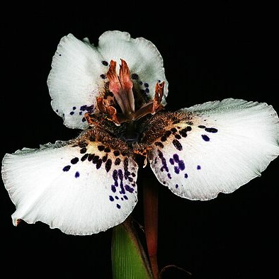 Moraea atropunctata unspecified picture