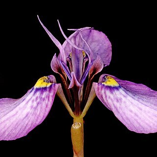 Moraea algoensis unspecified picture