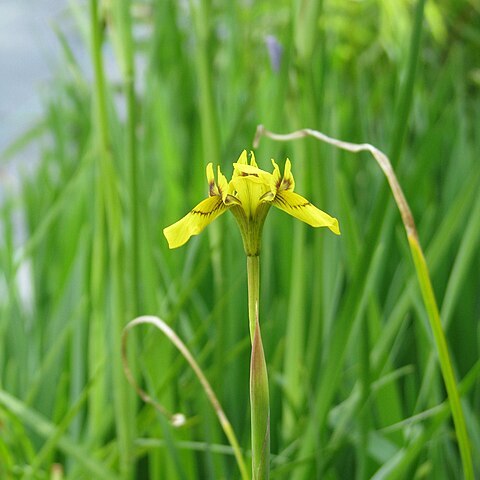 Moraea huttonii unspecified picture