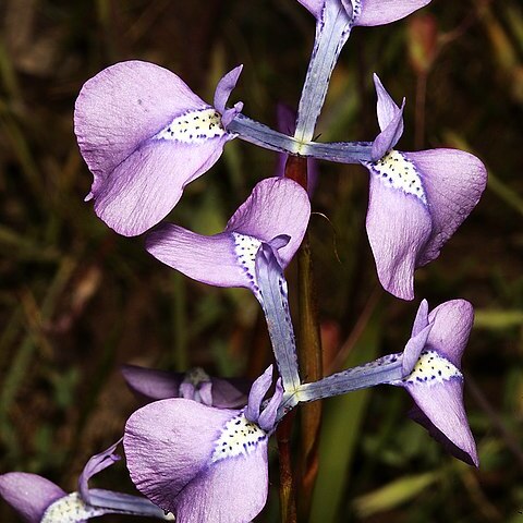 Moraea tripetala unspecified picture