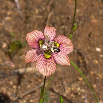 Moraea tricolor unspecified picture