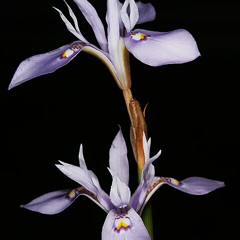 Moraea elliotii unspecified picture