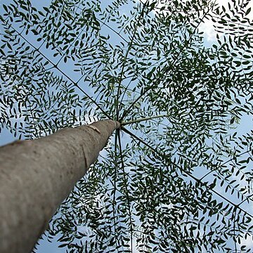 Moringa drouhardii unspecified picture