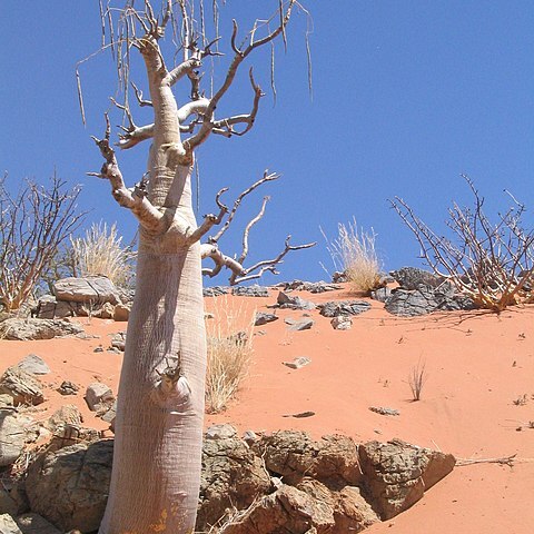 Moringa ovalifolia unspecified picture