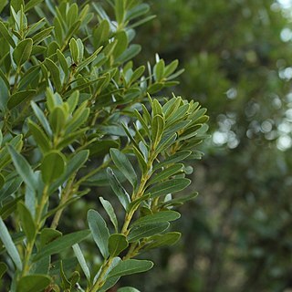 Morella parvifolia unspecified picture