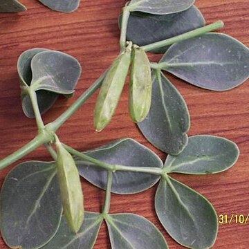 Zygophyllum unspecified picture