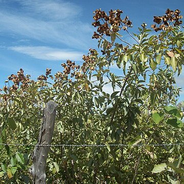 Combretum leprosum unspecified picture