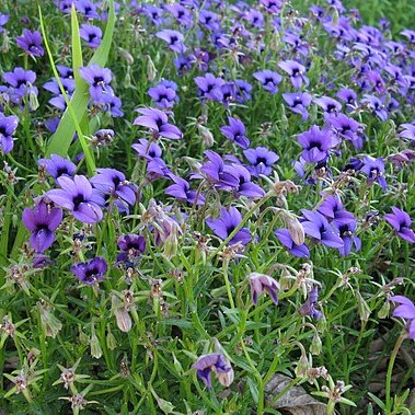 Monopsis unidentata unspecified picture