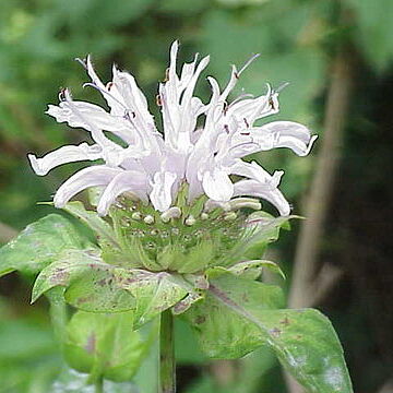 Monarda unspecified picture