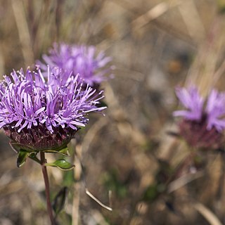 Monardella purpurea unspecified picture