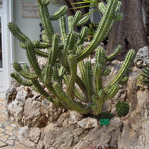 Myrtillocactus cochal unspecified picture