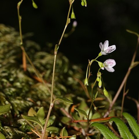 Montia parvifolia unspecified picture