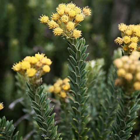 Monticalia ledifolia unspecified picture