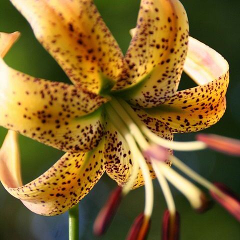 Lilium pyrophilum unspecified picture