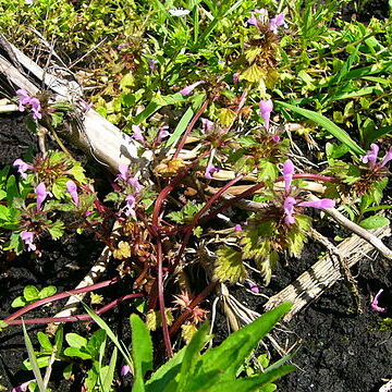 Lamium purpureum var. incisum unspecified picture