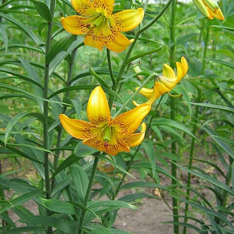 Lilium amabile unspecified picture