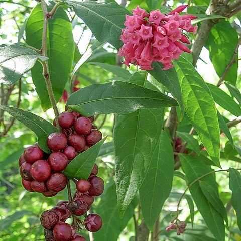 Cestrum unspecified picture