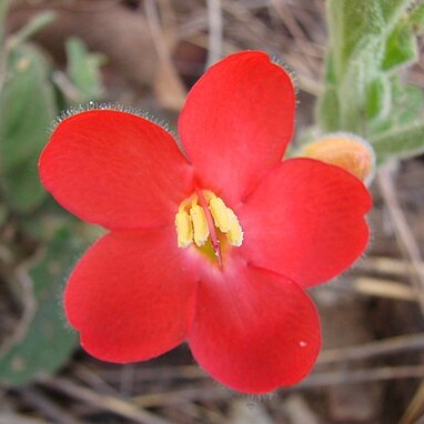 Ruellia affinis unspecified picture