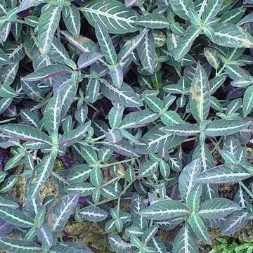 Ruellia devosiana unspecified picture