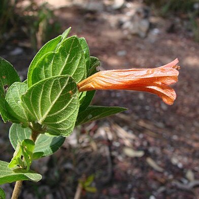 Ruellia villosa unspecified picture