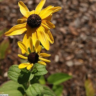 Rudbeckia heliopsidis unspecified picture