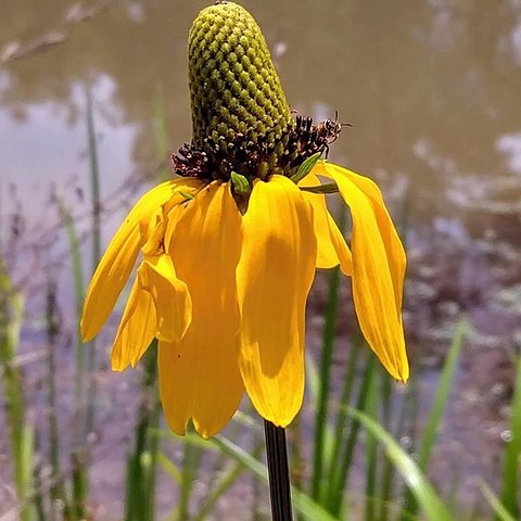 Rudbeckia texana unspecified picture