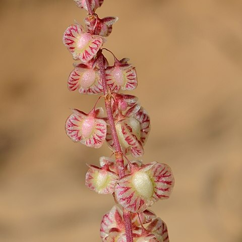 Rumex pictus unspecified picture