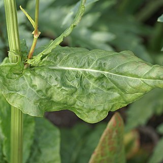 Rumex rugosus unspecified picture