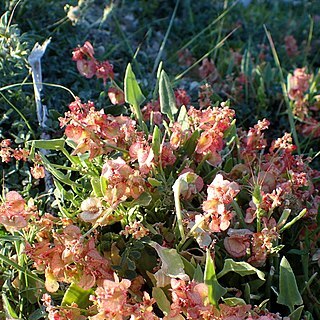 Rumex cyprius unspecified picture