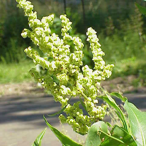 Rumex britannica unspecified picture