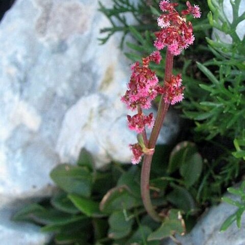 Rumex nivalis unspecified picture